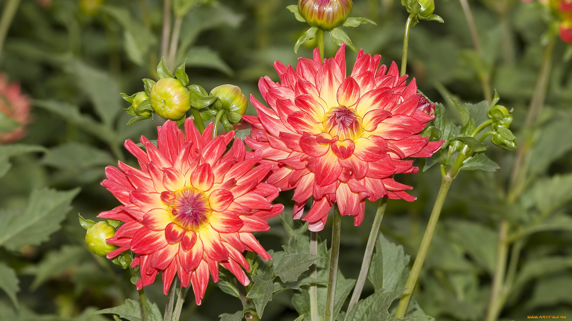 цветы, георгины