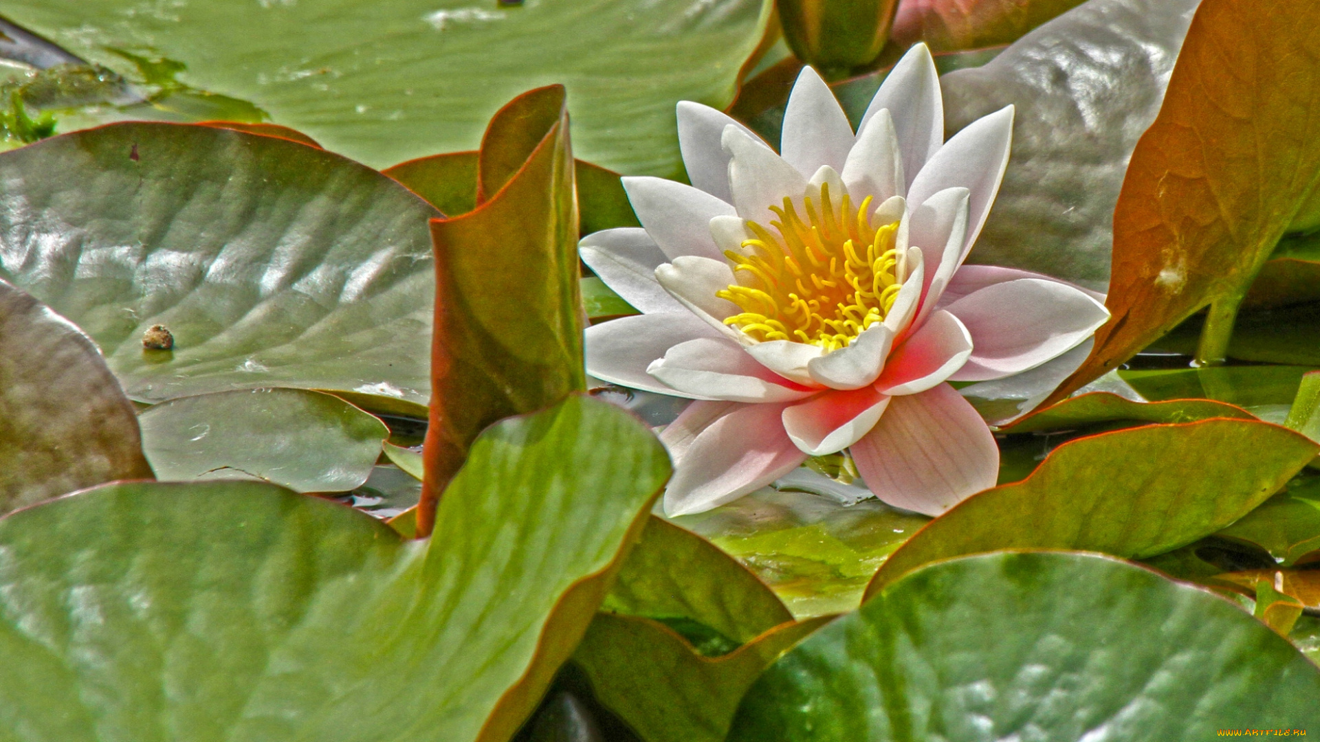 цветы, лилии, водяные, нимфеи, кувшинки, лепестки, листья