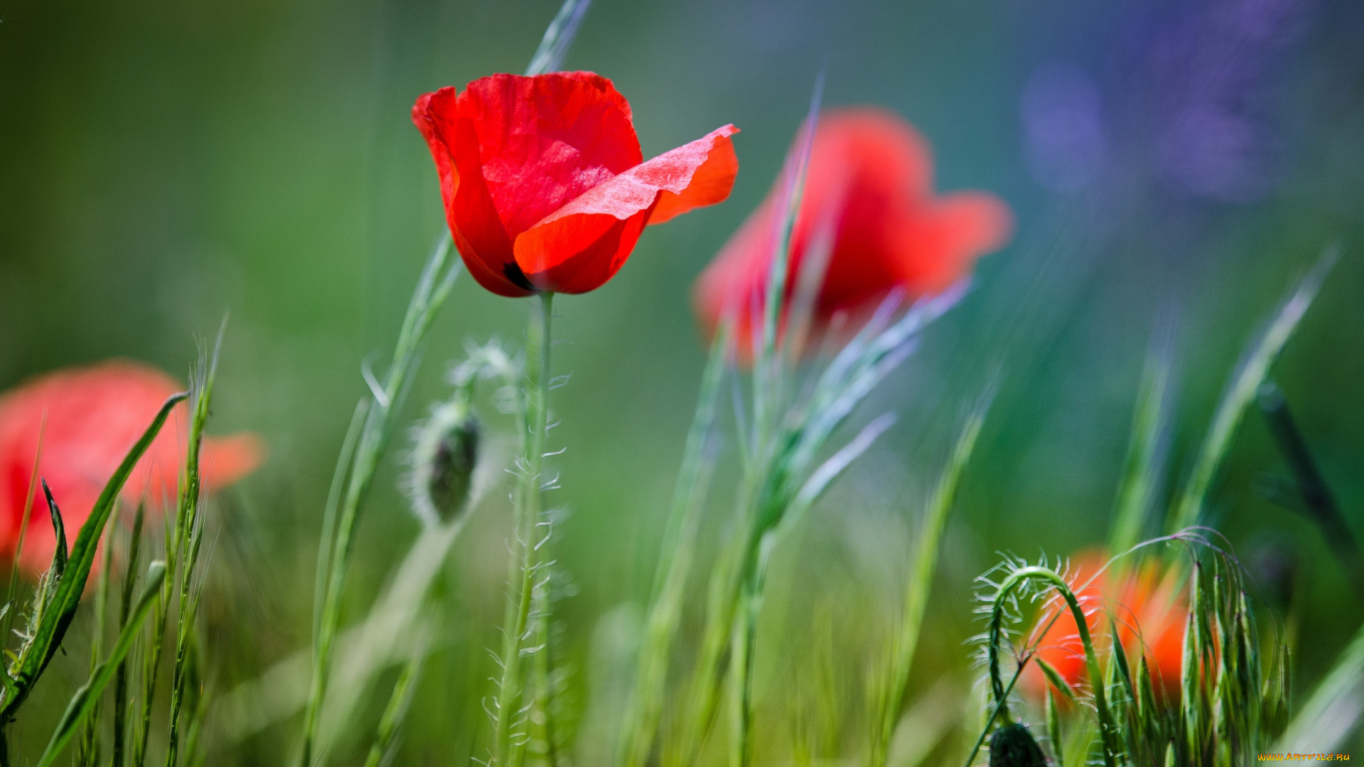 цветы, маки, красный