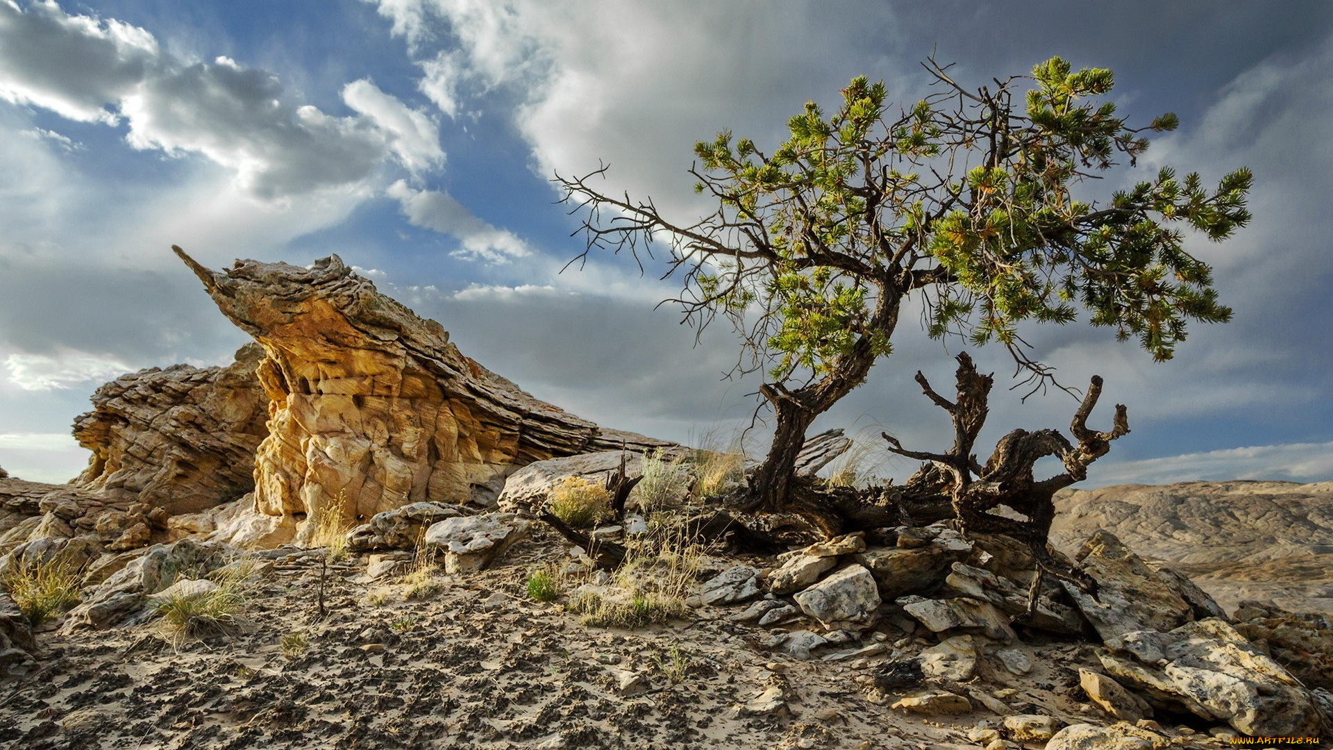 desert, природа, деревья, дерево, холм, пустыня, камни