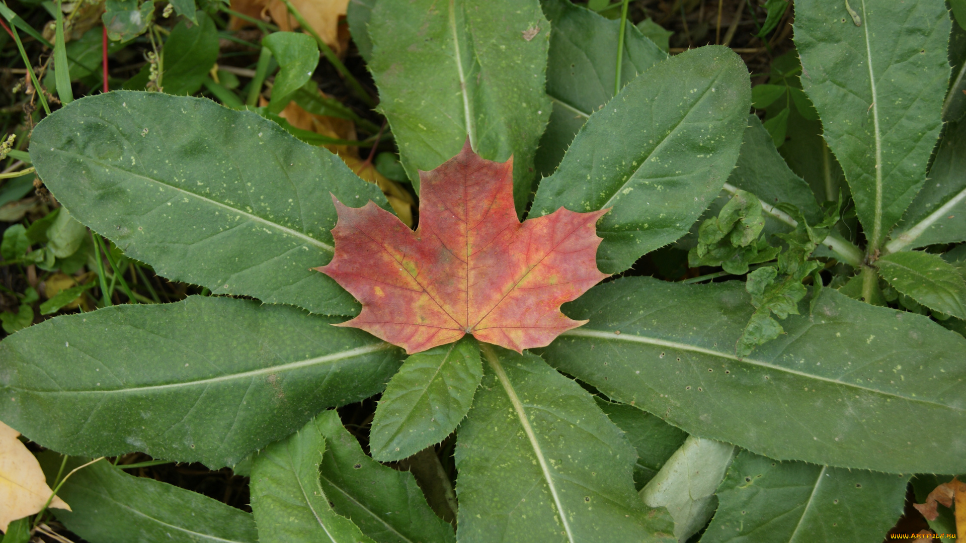 природа, листья, кленовый, лист, зеленые