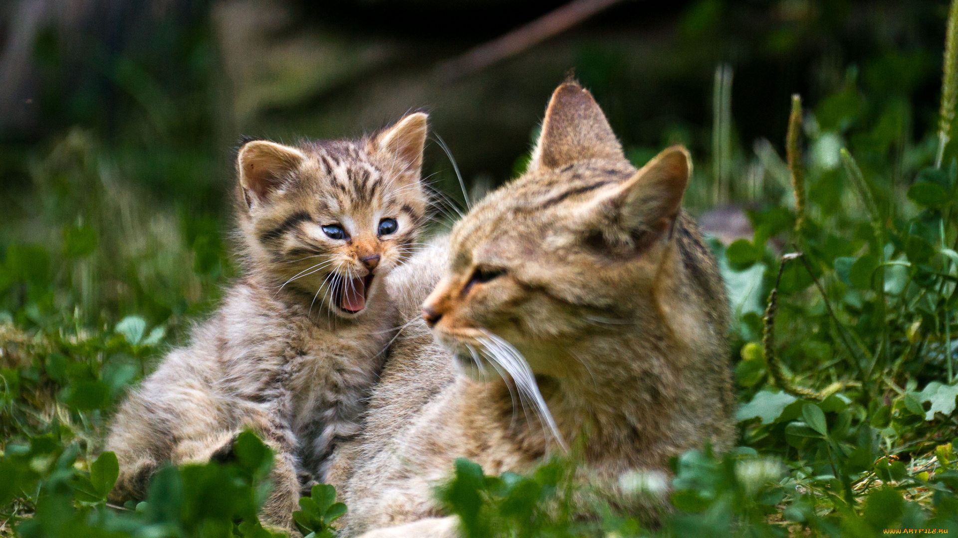 животные, дикие, кошки, мама, малыш