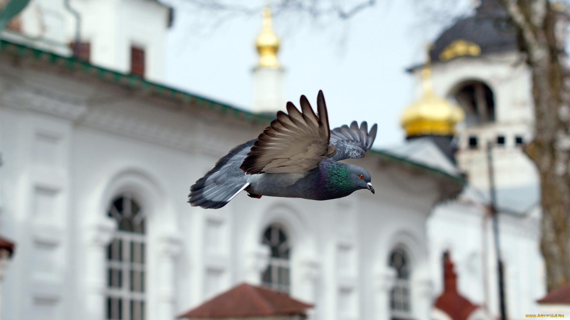 животные, голуби, полЁт, храм, церковь, ЧасовнЯ, голубь