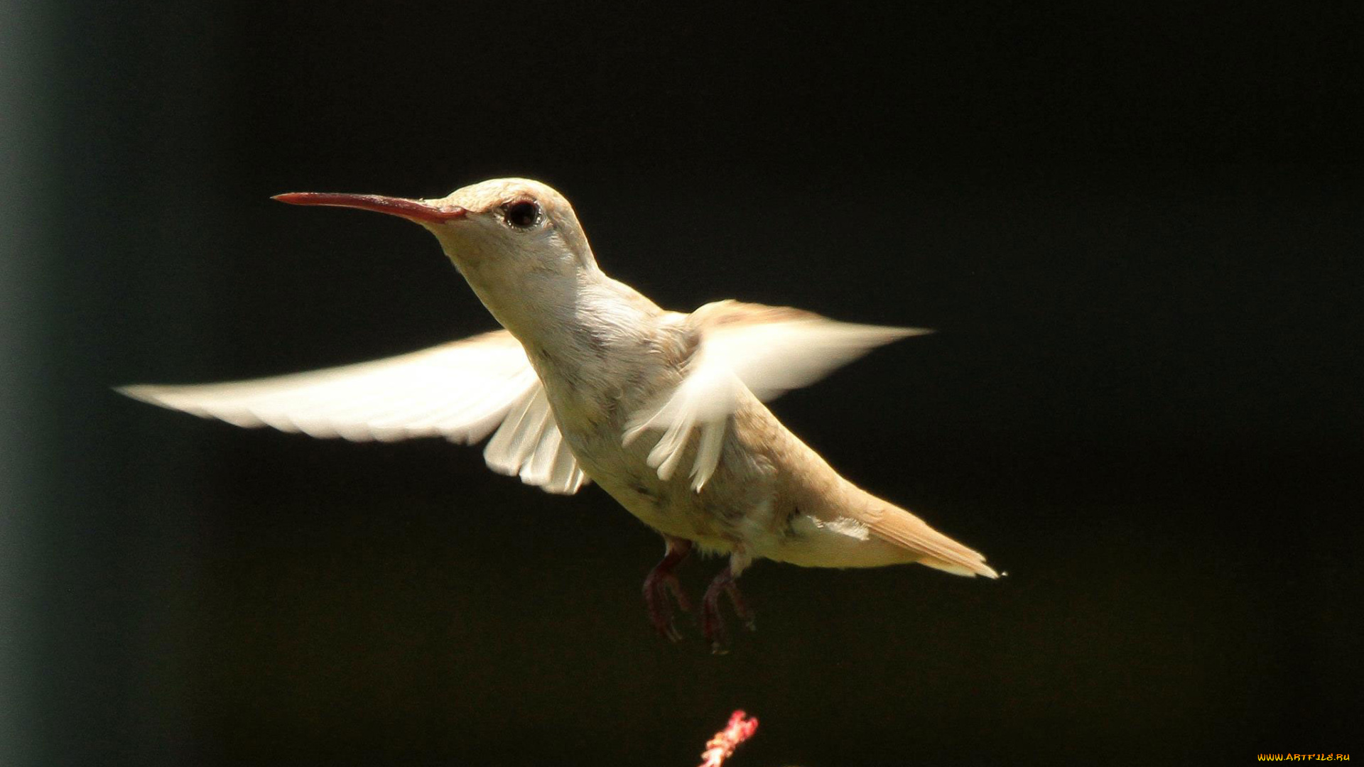 животные, колибри, фон, цветок