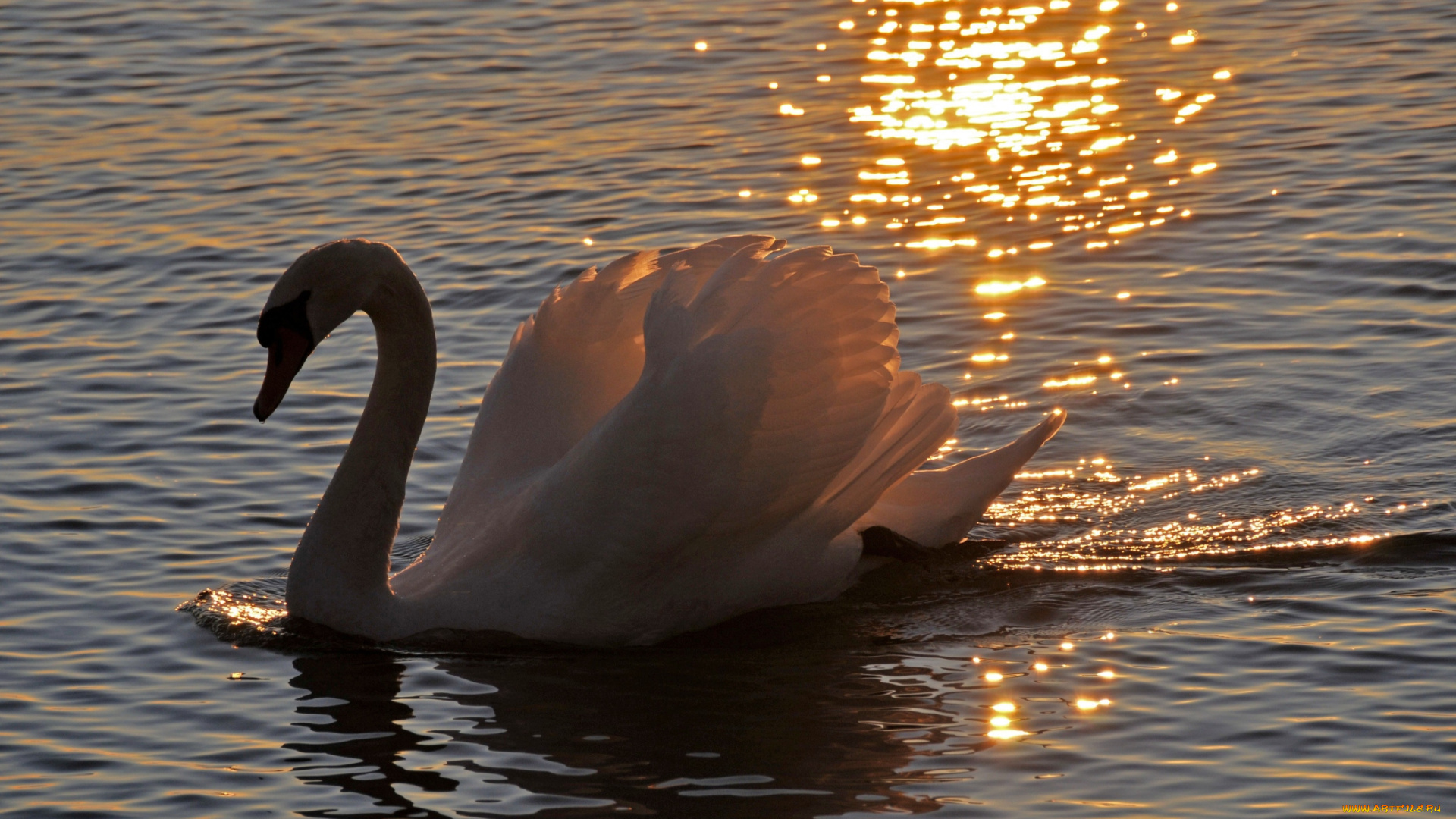 животные, лебеди, закат, вода, шипун, грация