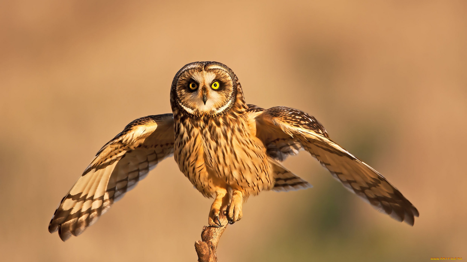 животные, совы, крылья