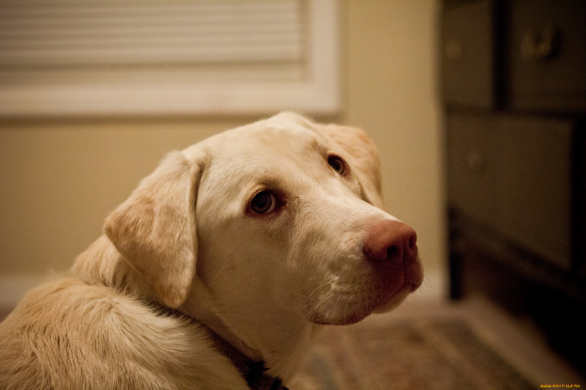 животные, собаки, взгляд