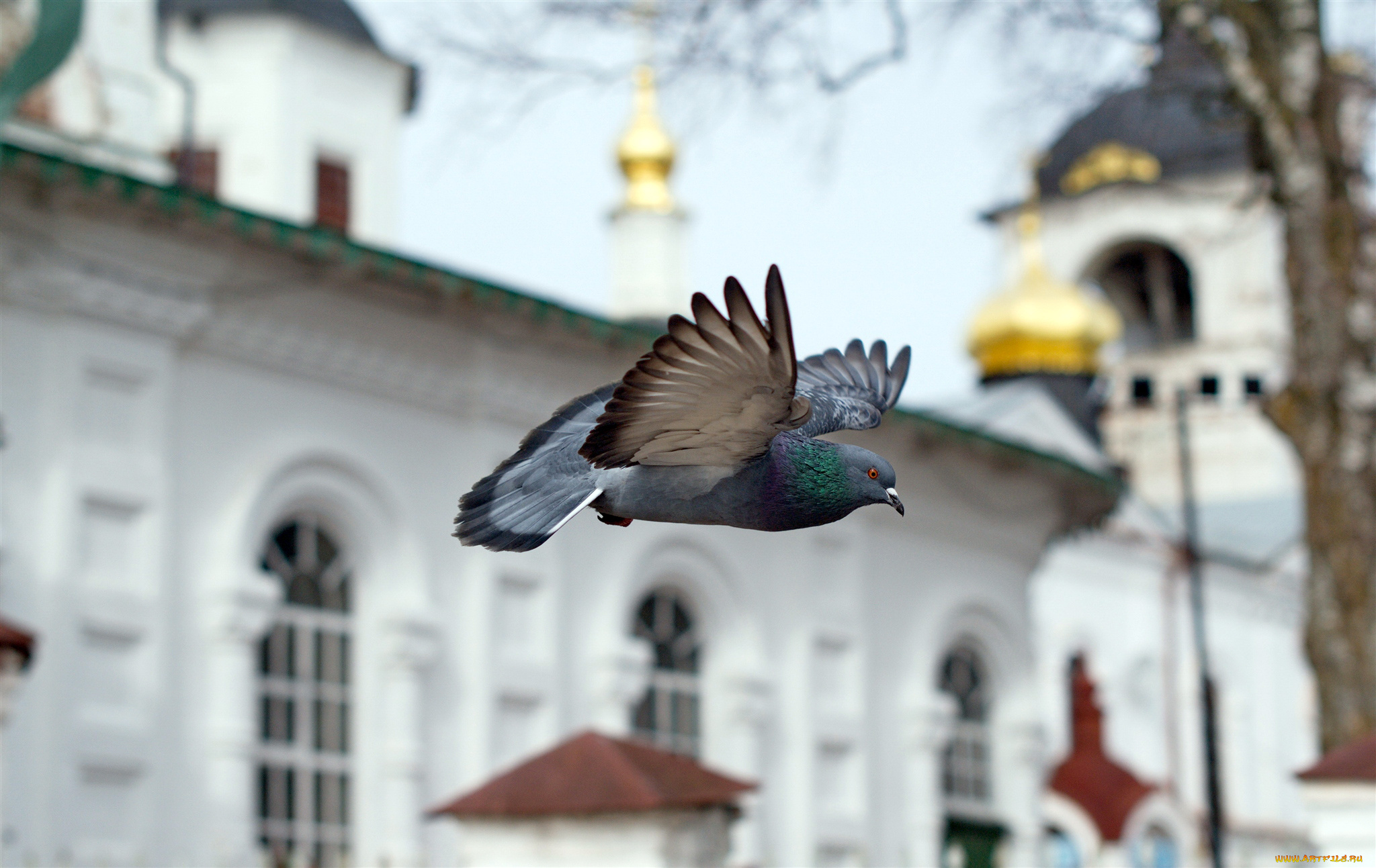 животные, голуби, полЁт, храм, церковь, ЧасовнЯ, голубь