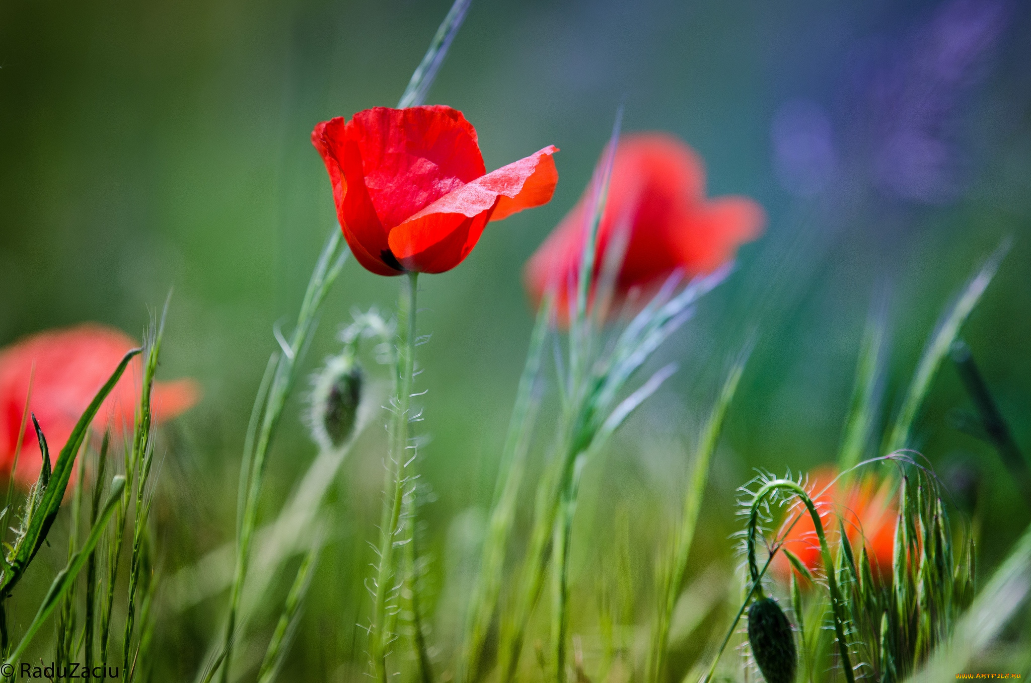 цветы, маки, красный