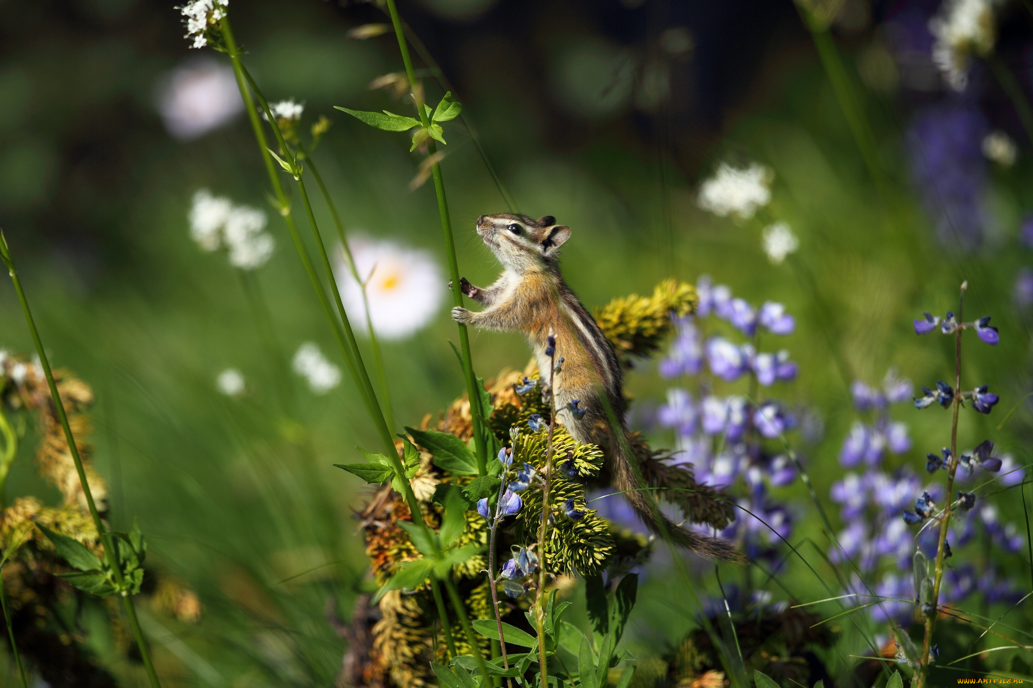 животные, бурундуки, луг, травы, зверек