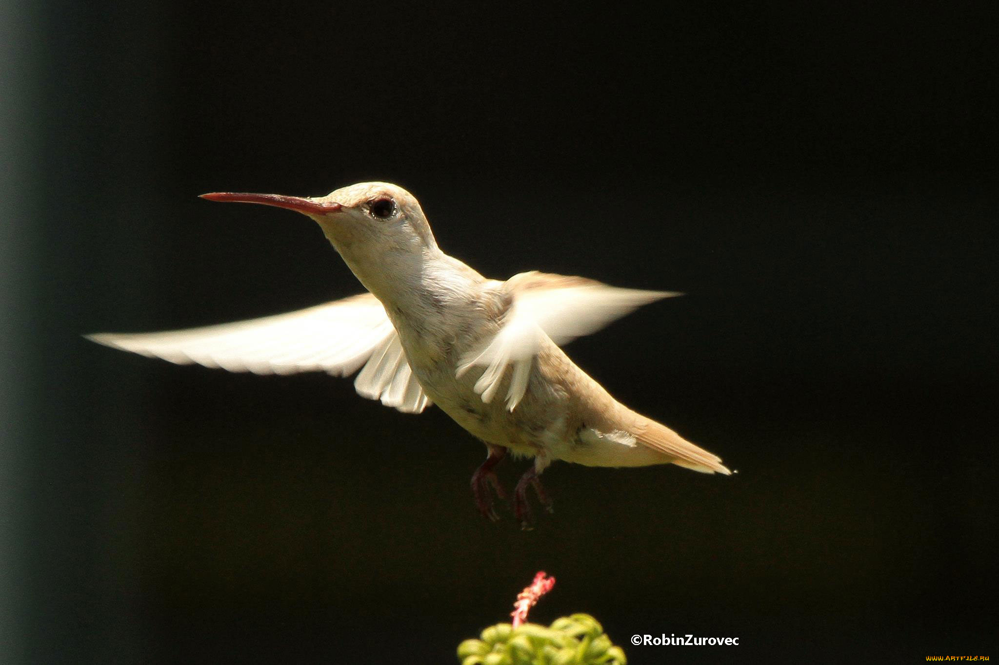 животные, колибри, фон, цветок