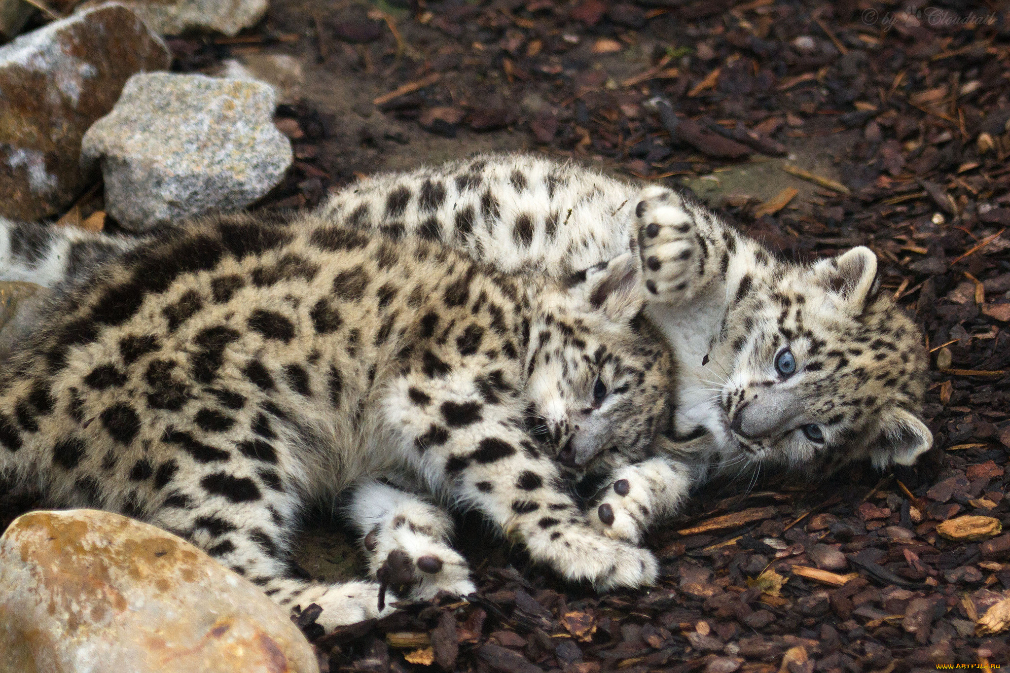 животные, снежный, барс, ирбис, малыши, игра