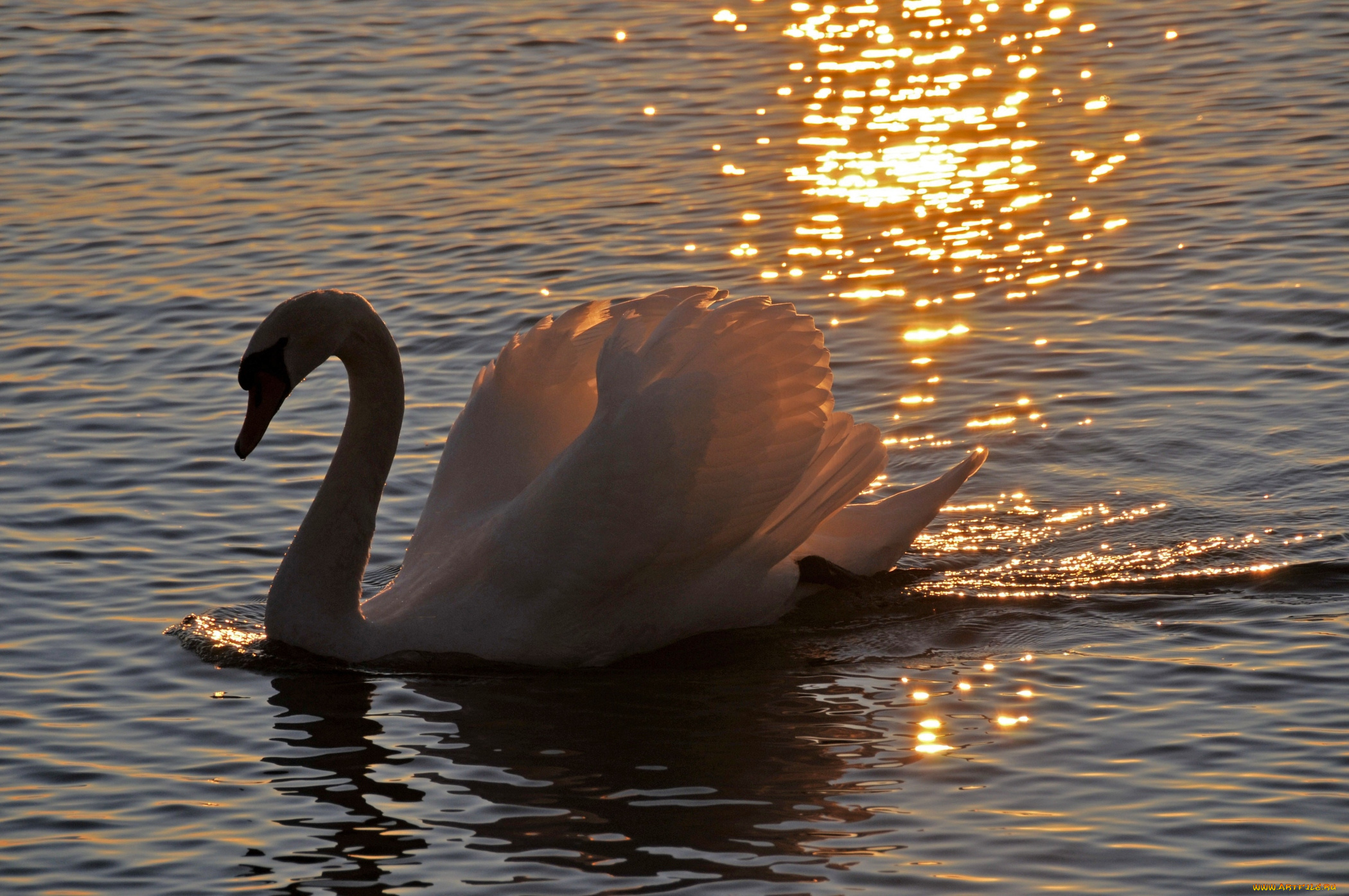 животные, лебеди, закат, вода, шипун, грация