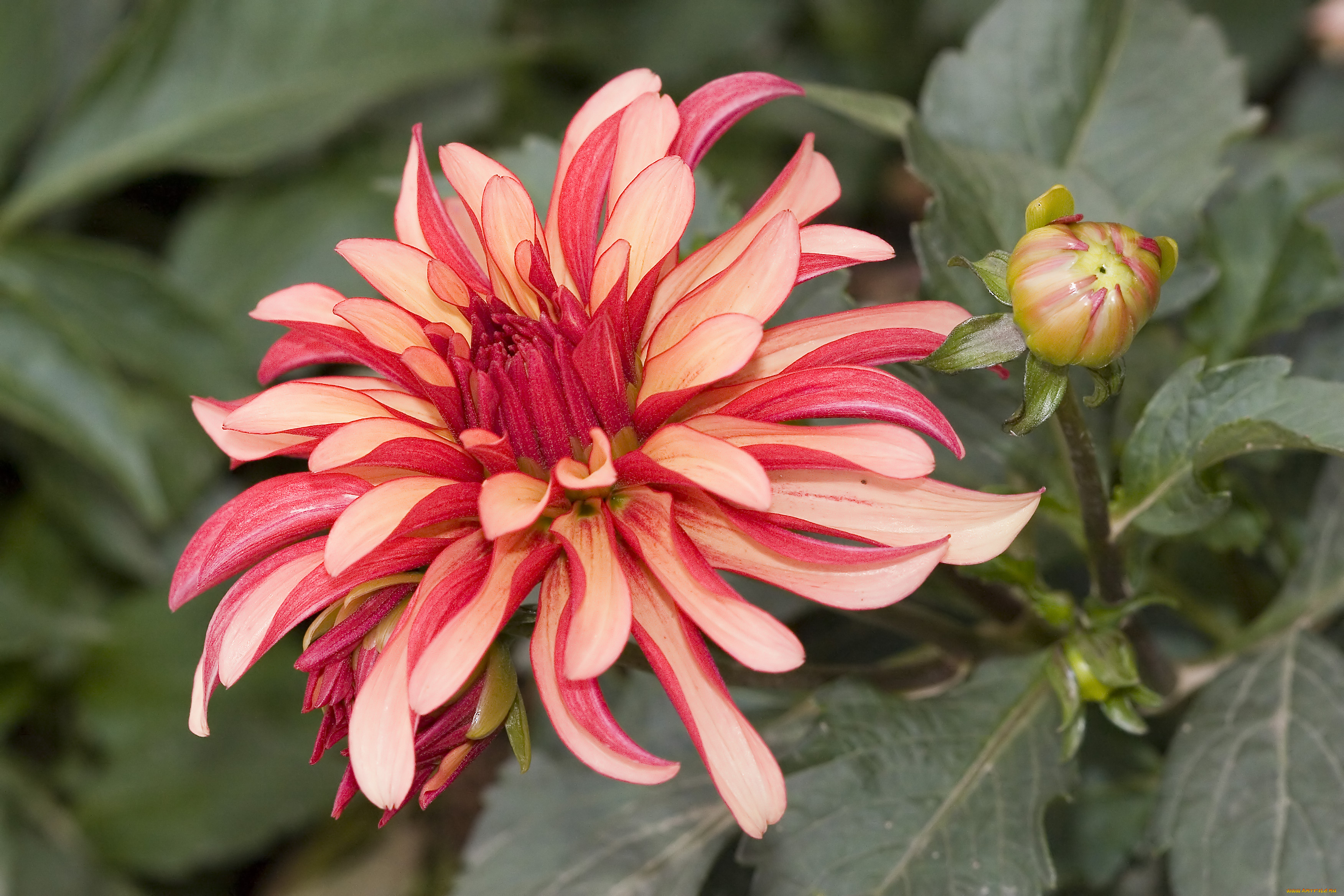 цветы, георгины