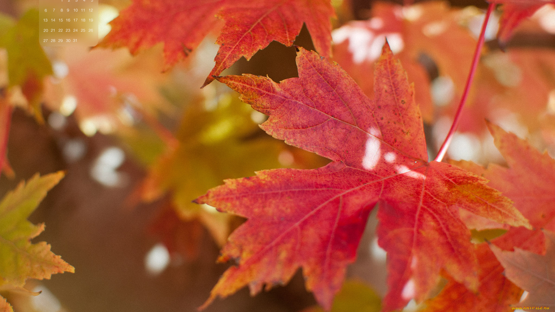 календари, природа, осень, клен