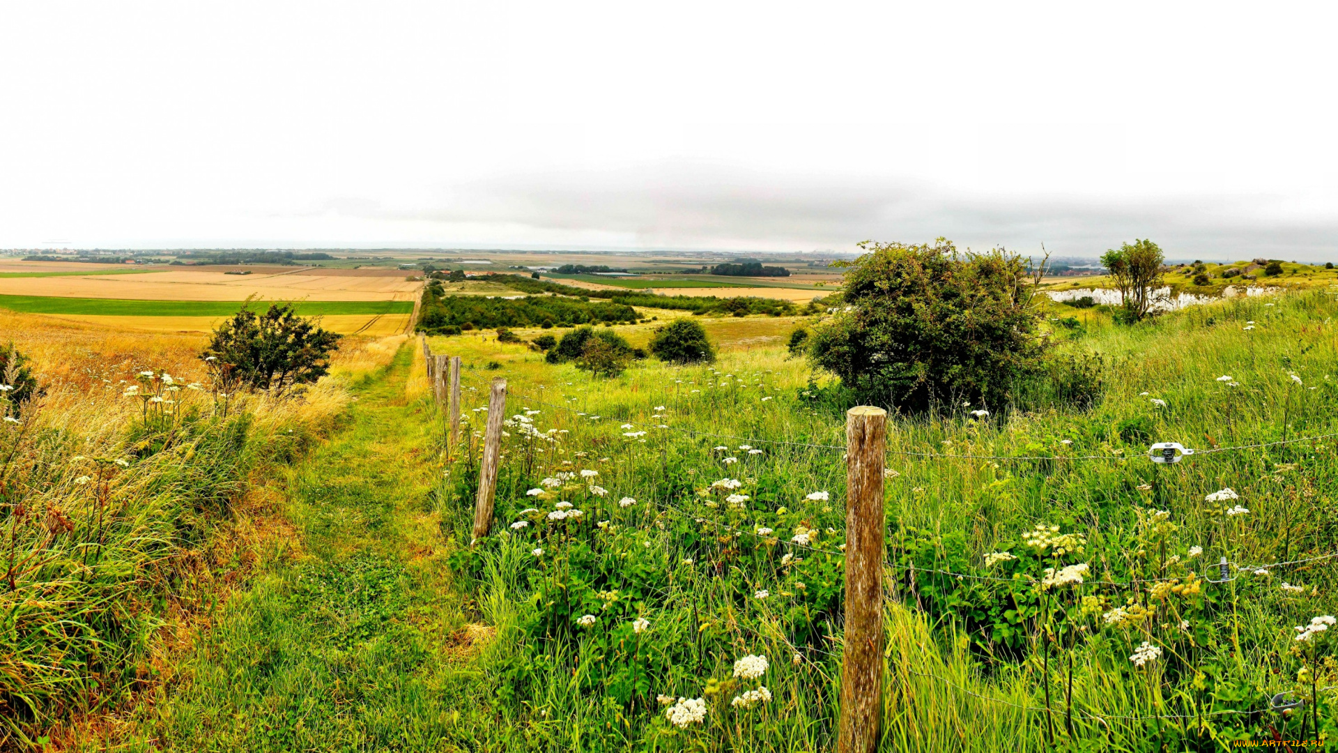природа, поля, горизонт, тропинка, изгородь, кустарник, трава, цветы, простор, поле