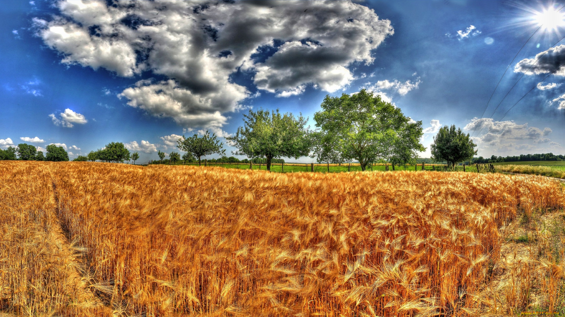 природа, поля, облака, деревья, посевы, поле