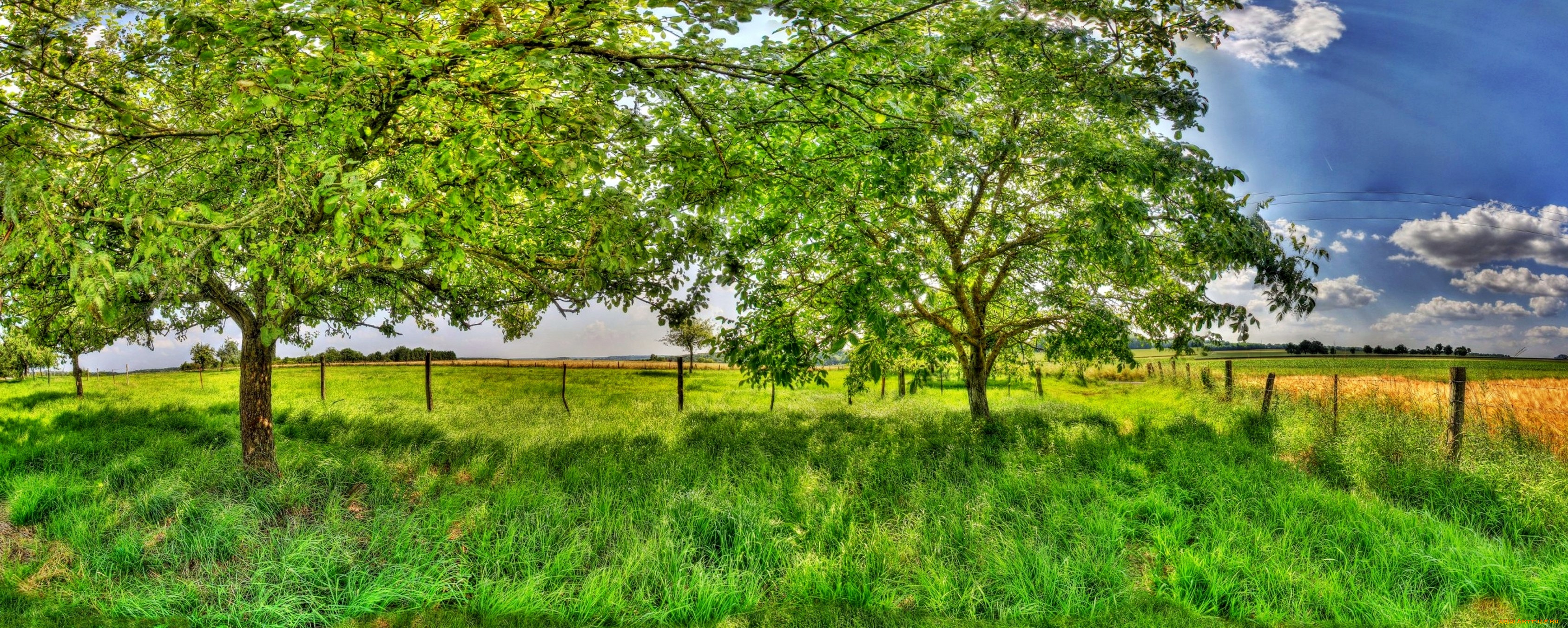 природа, пейзажи, изгородь, деревья, трава, облака, поле