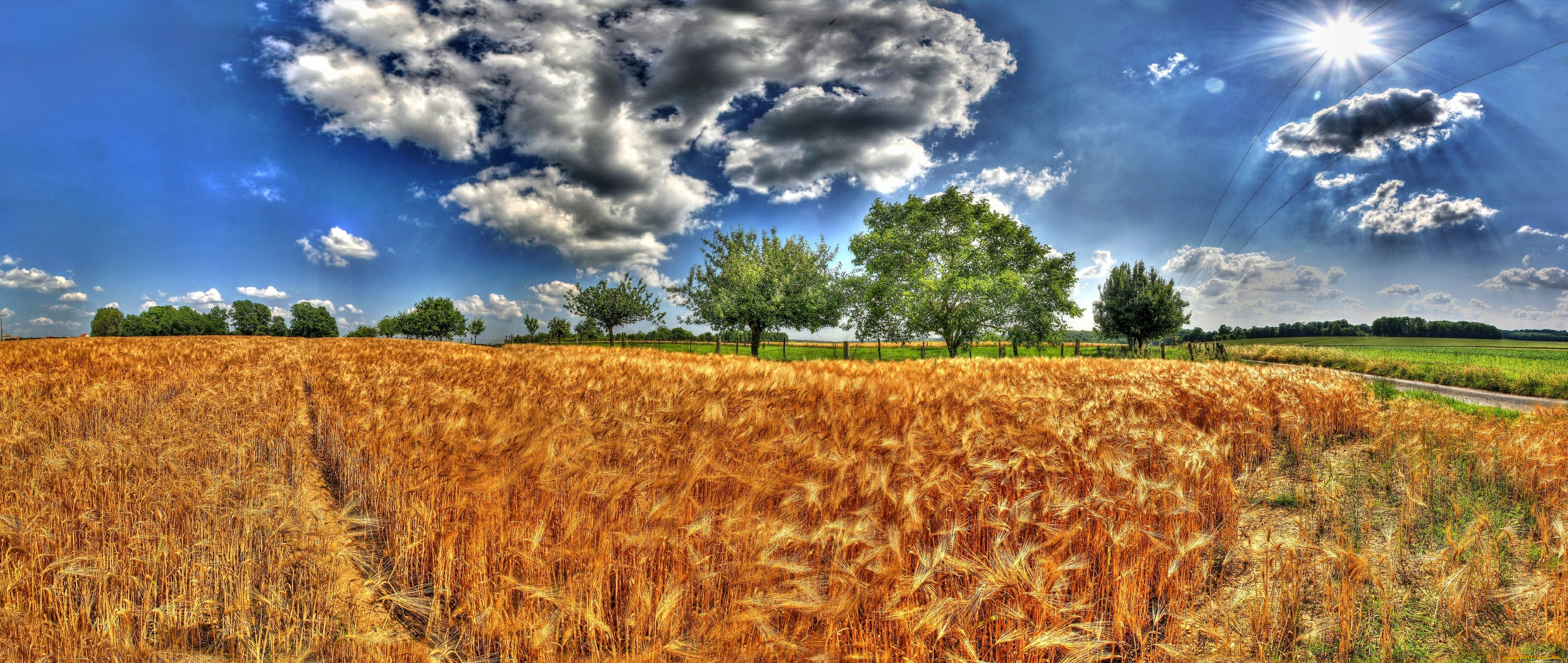 природа, поля, облака, деревья, посевы, поле