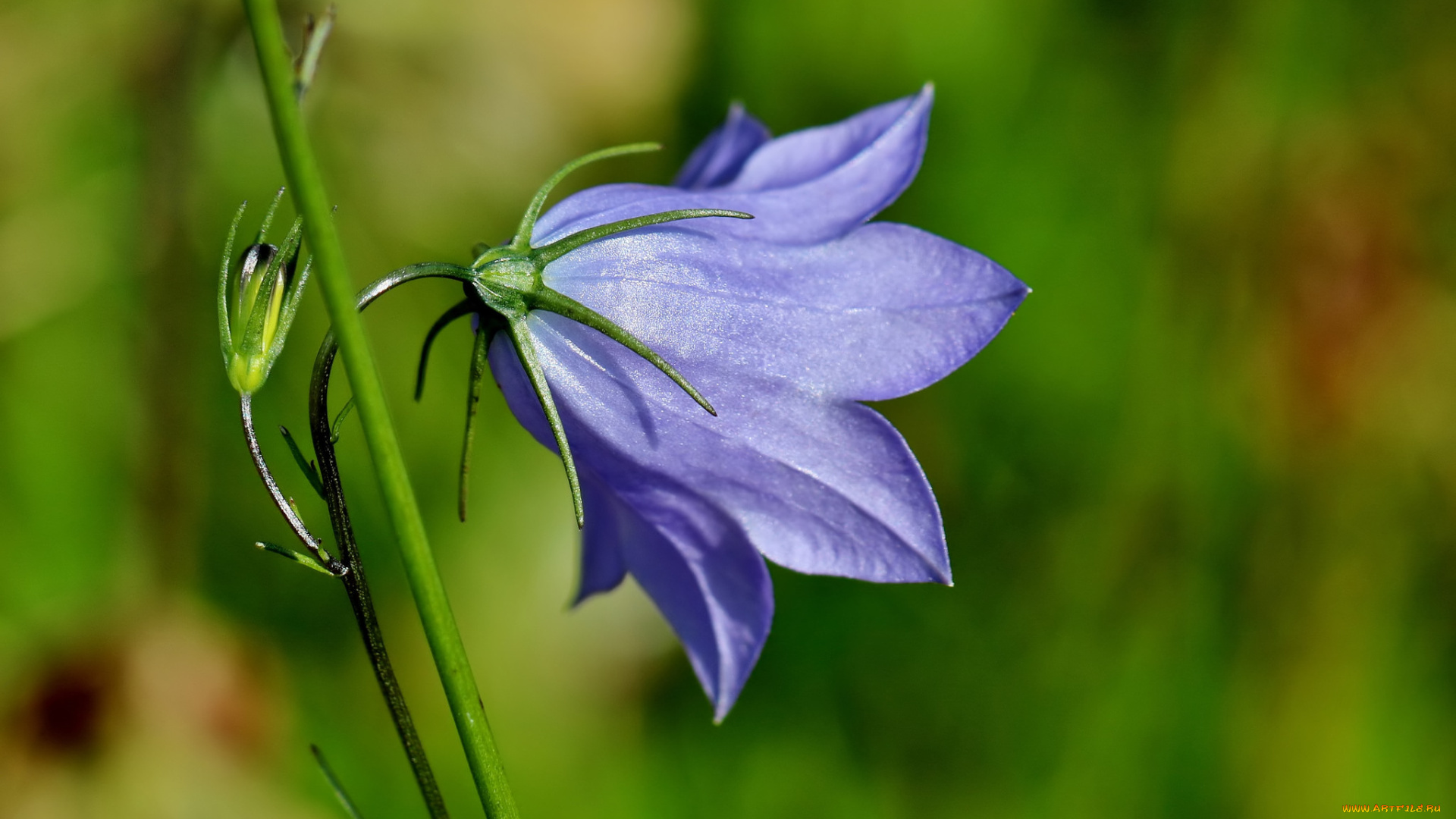 цветы, колокольчики, колокольчик