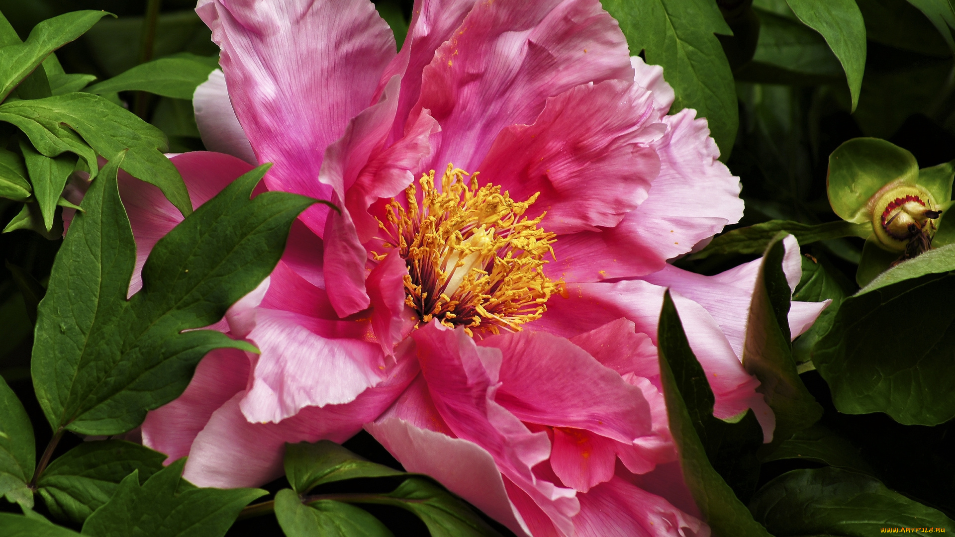 цветы, пионы, пион, макро, розовый