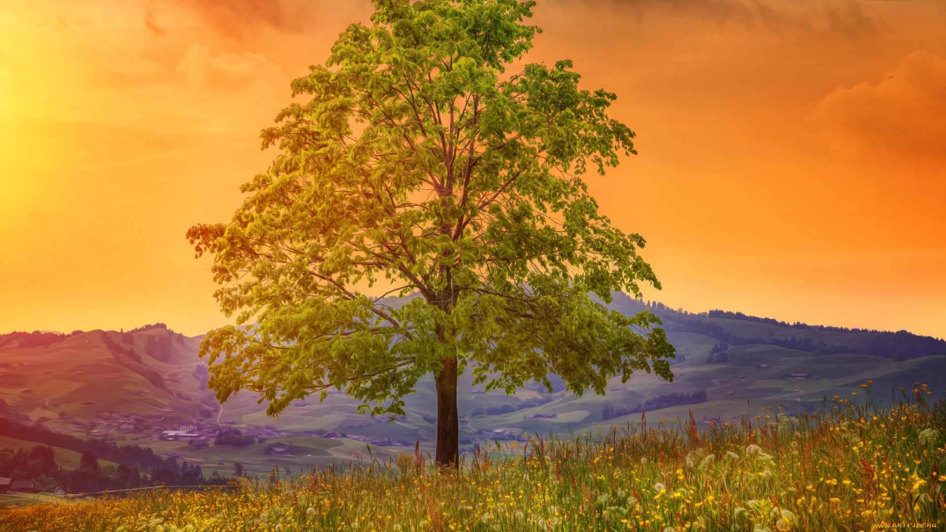 природа, деревья, небо, дерево, закат, луг