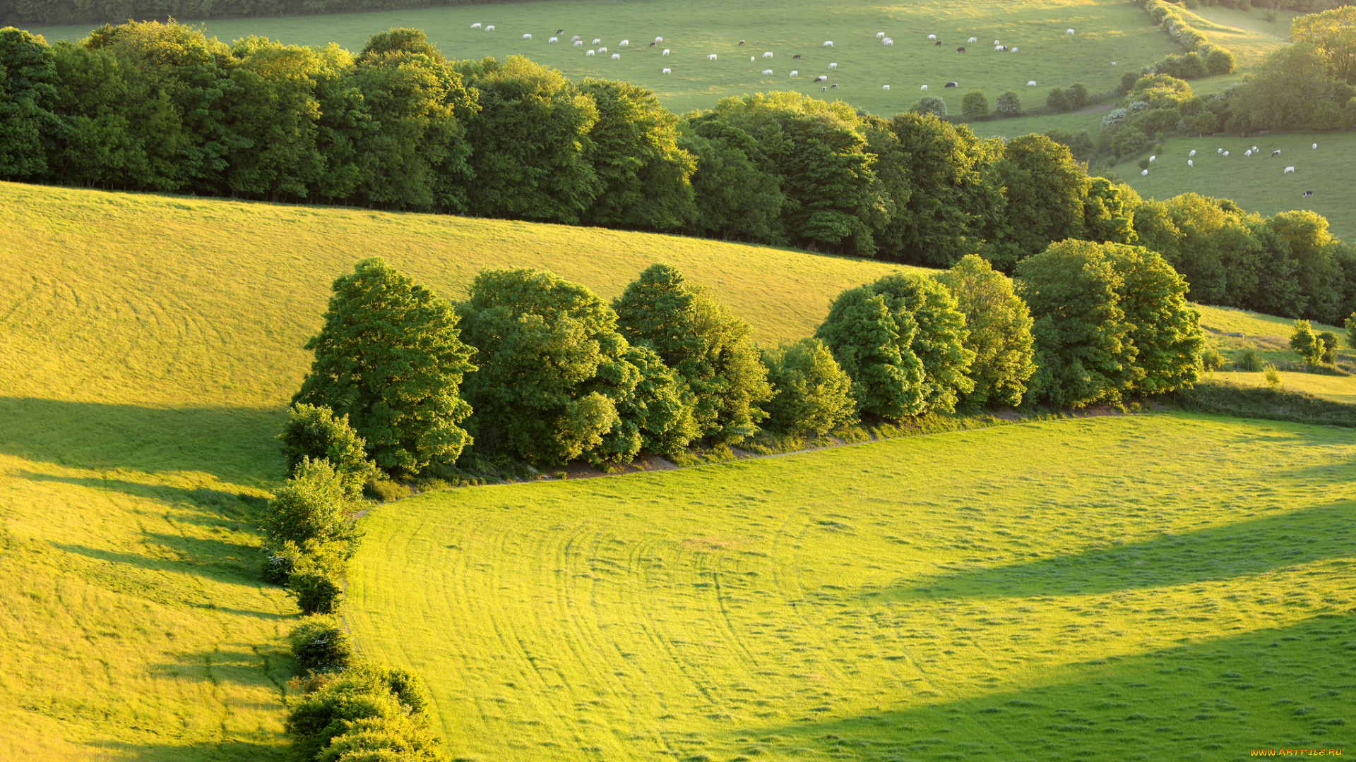 природа, деревья, поля