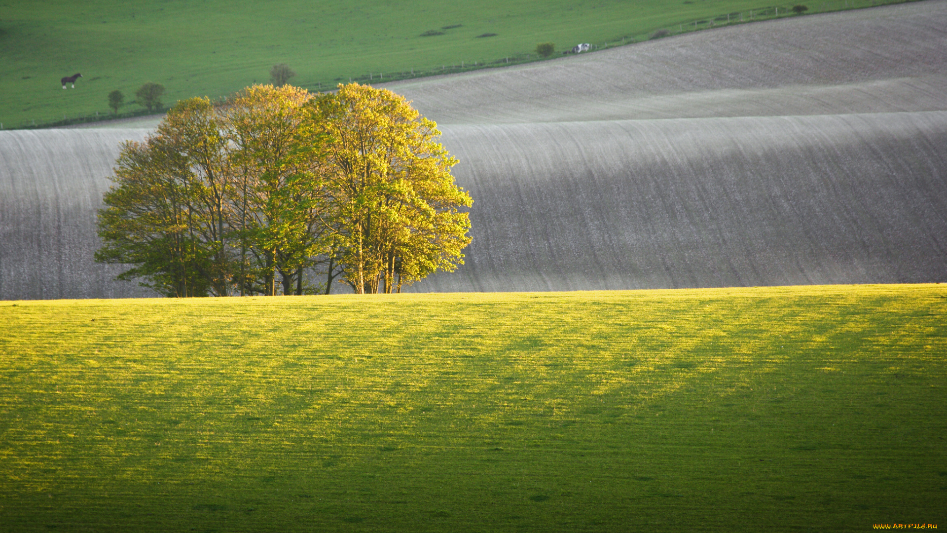 природа, деревья, поля