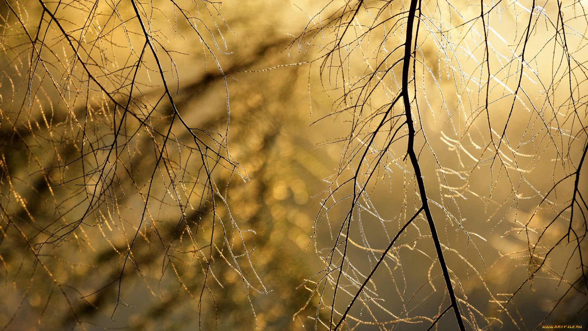 природа, деревья, веточки, фон, боке