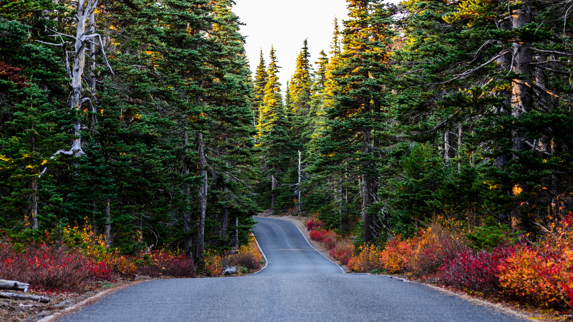 природа, дороги, шоссе, лес