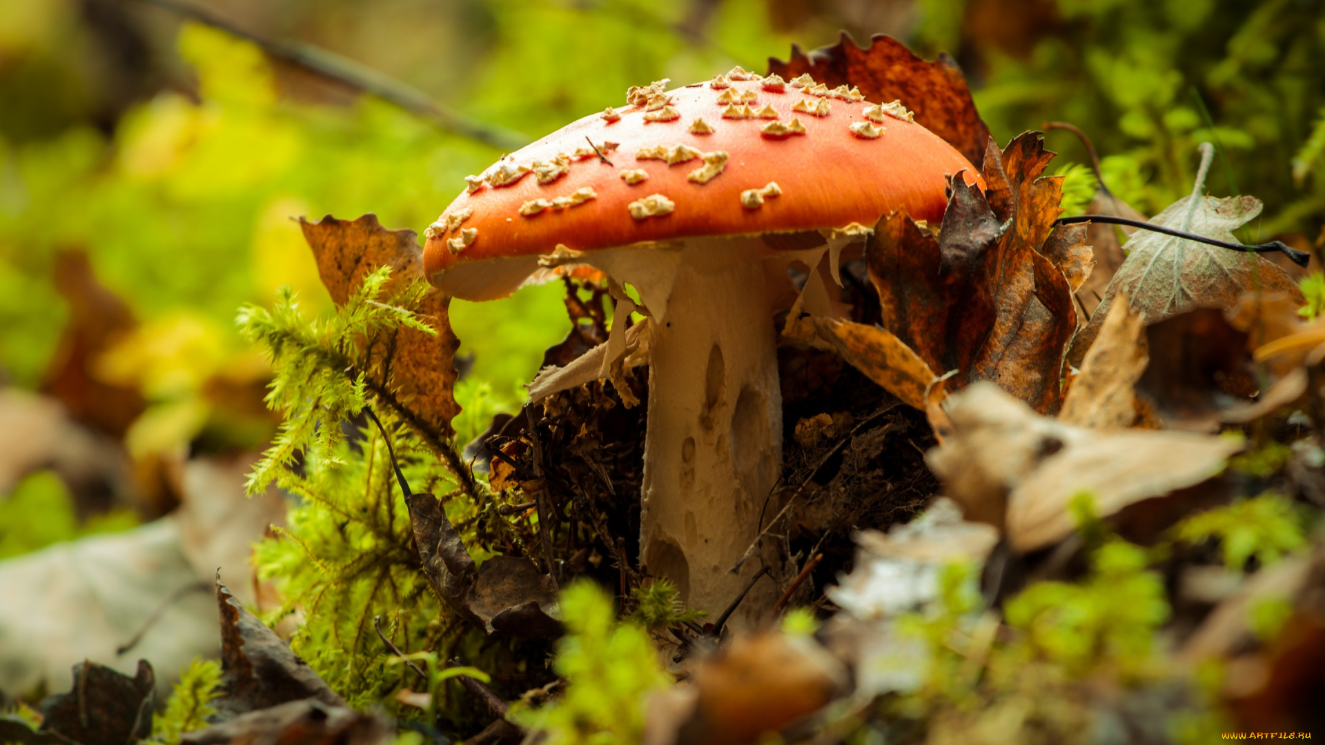природа, грибы, , мухомор, осень, гриб