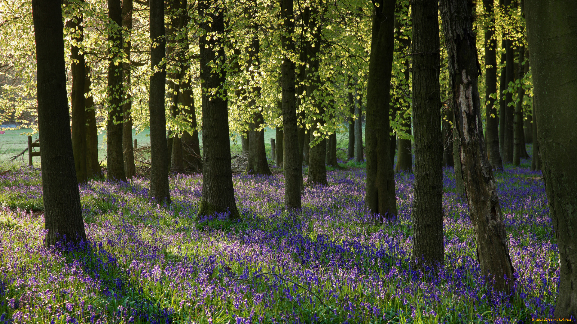 природа, лес, цветы, весна