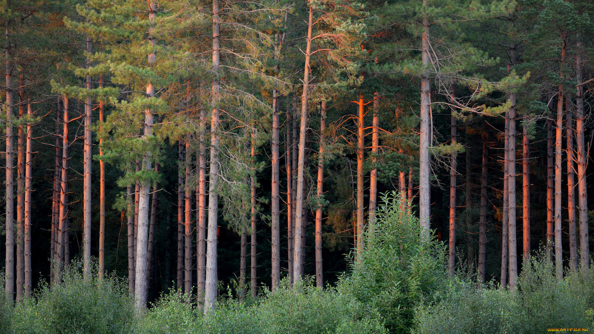 природа, лес, деревья