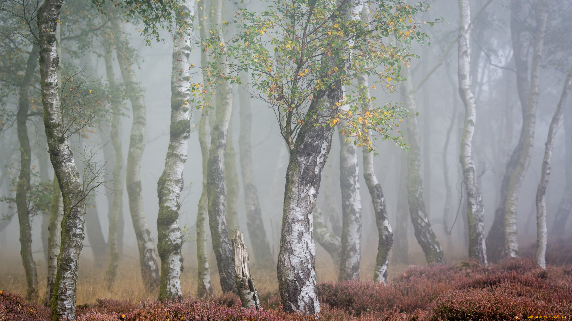природа, лес, осень, туман, берёзы
