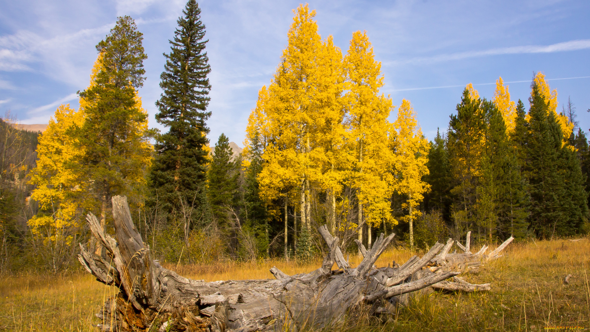 природа, лес, поле, небо, осень, коряга