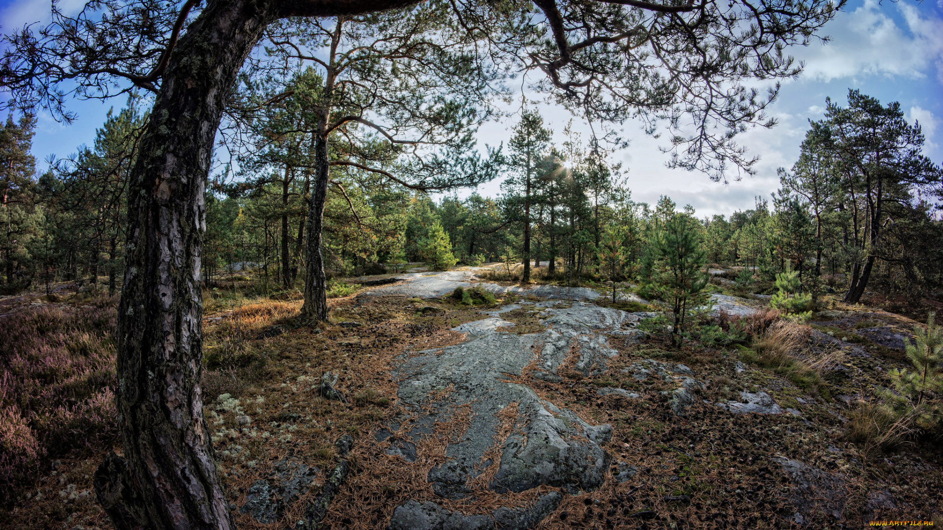 природа, лес, редколесье