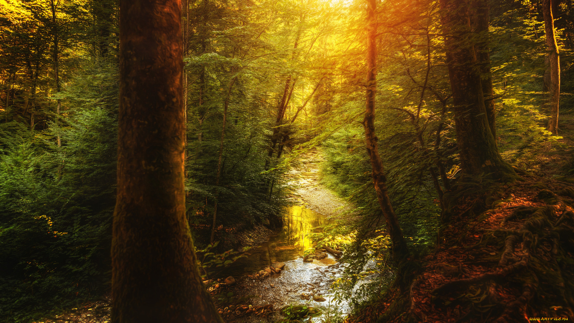 природа, лес, ручей, деревья