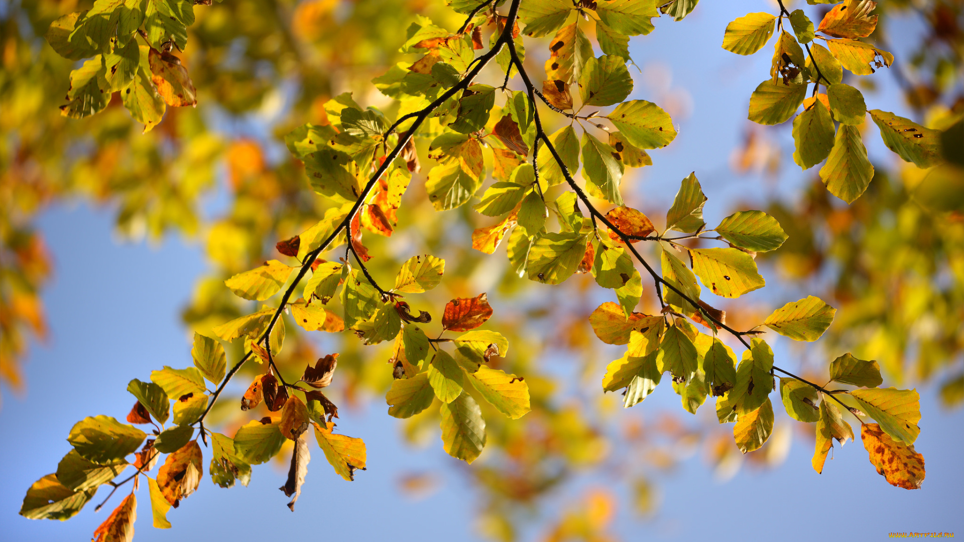 природа, листья, осень, ветка