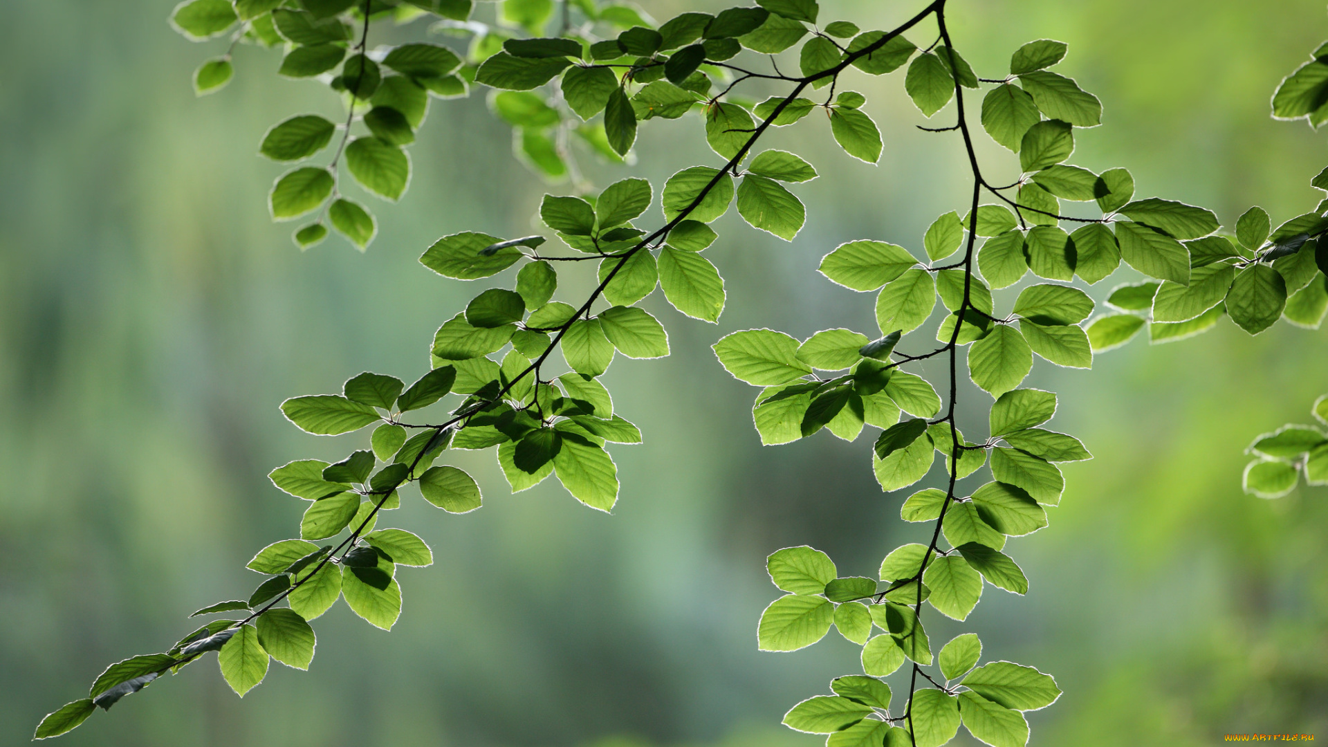 природа, листья, ветки