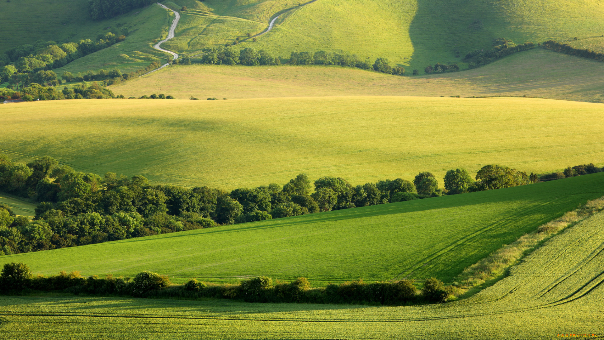природа, поля, деревья