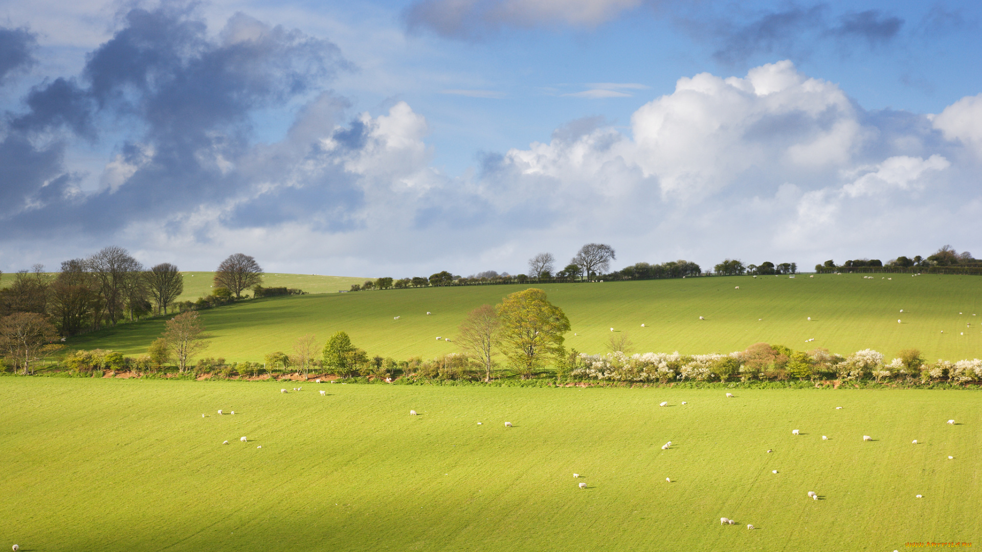 природа, поля, небо, луг, облака