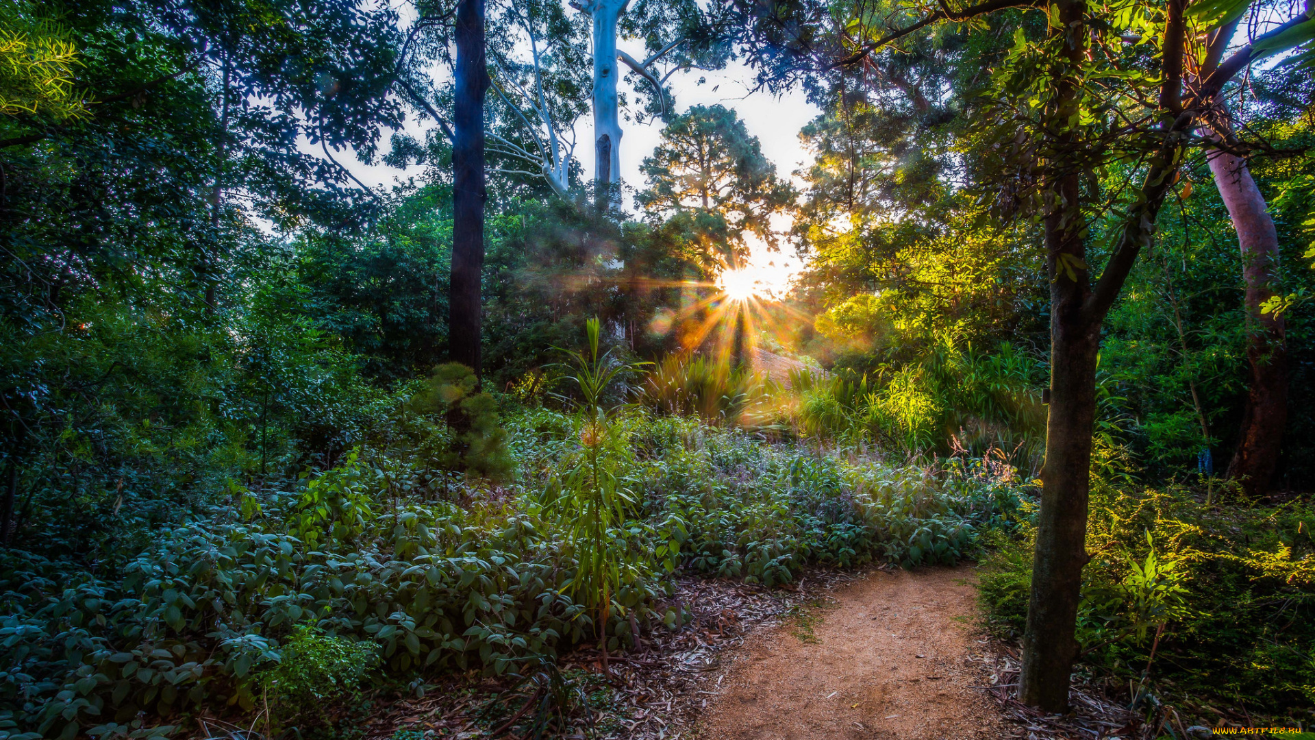 природа, восходы, закаты, рассвет, лес