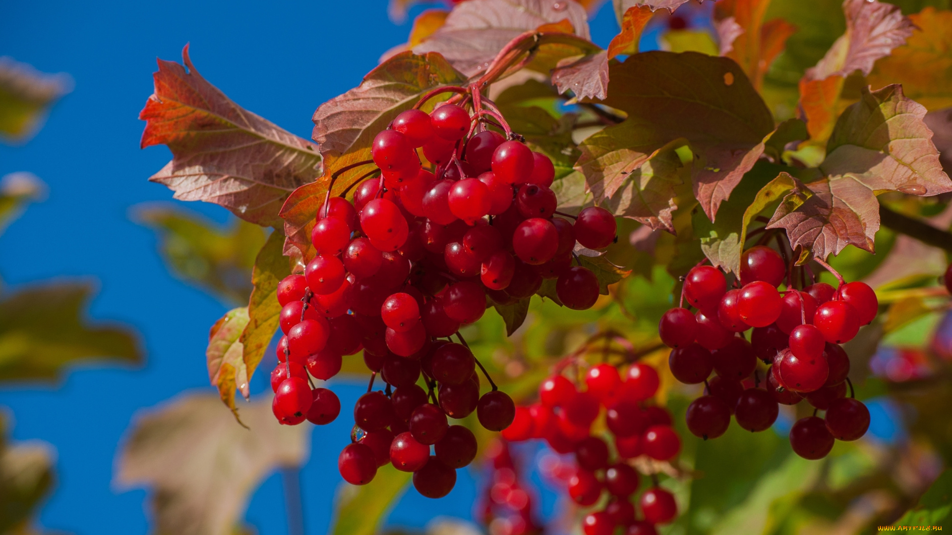 природа, Ягоды, , калина, куст, калина, осень, красный, ягоды