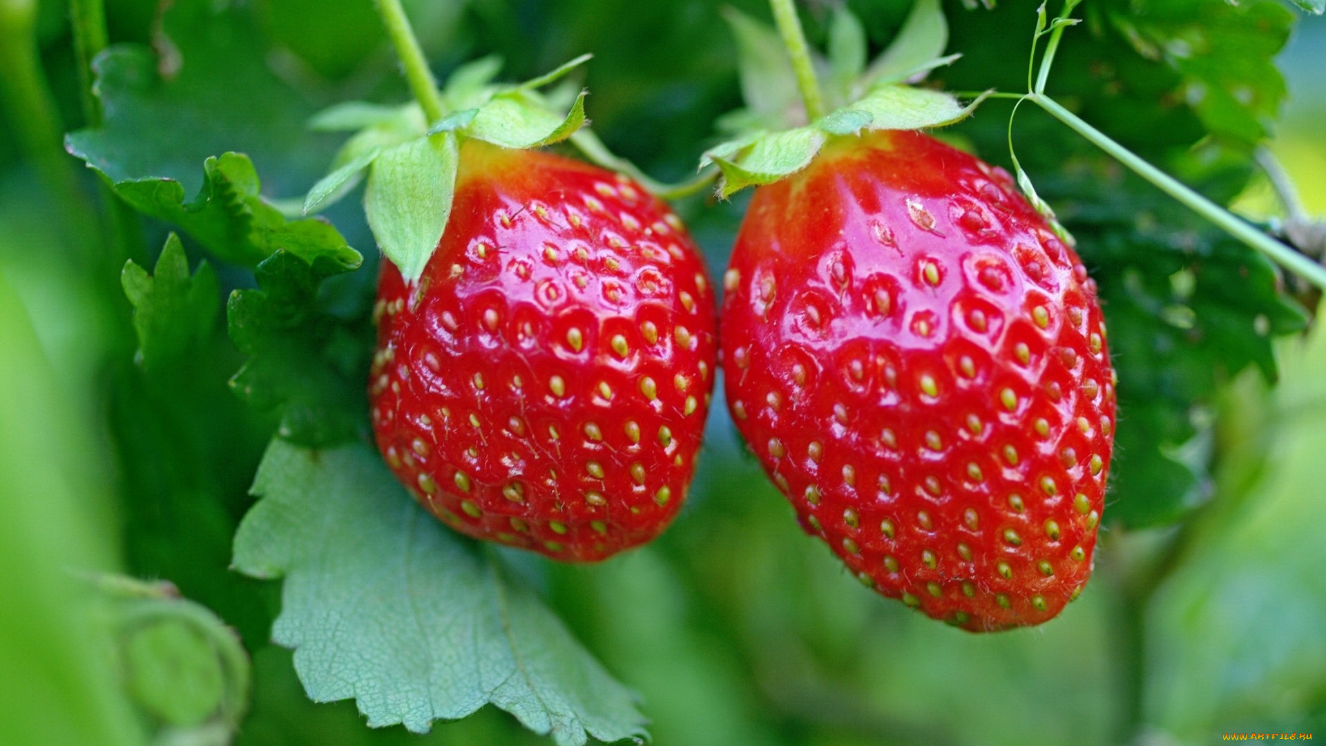 природа, Ягоды, красный, клубника, ягоды