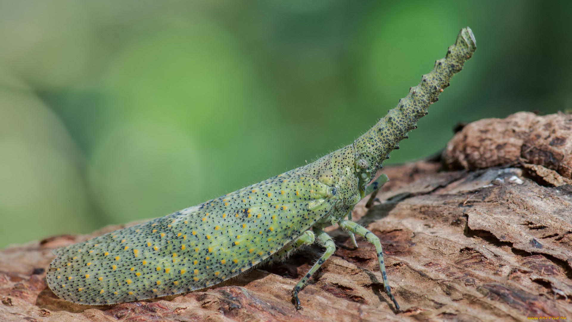 животные, бабочки, , мотыльки, , моли, фон, мотылёк, макро