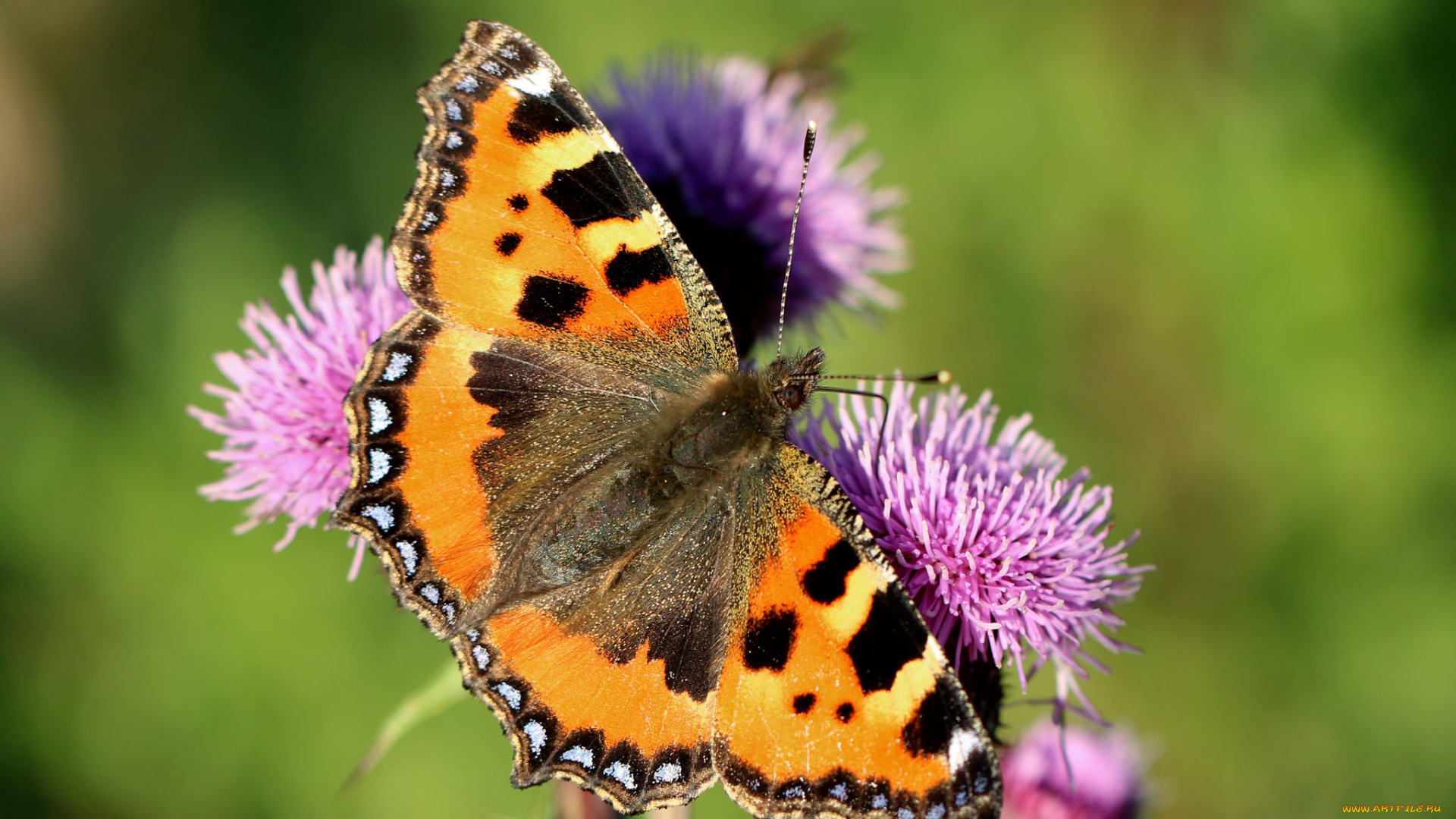 животные, бабочки, , мотыльки, , моли, крылья, бабочка, макро, усики, фон