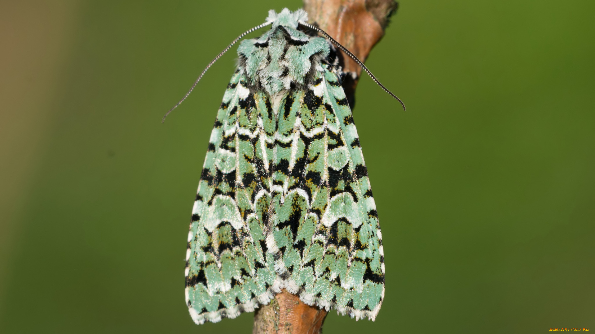 животные, бабочки, , мотыльки, , моли, макро, фон, моль