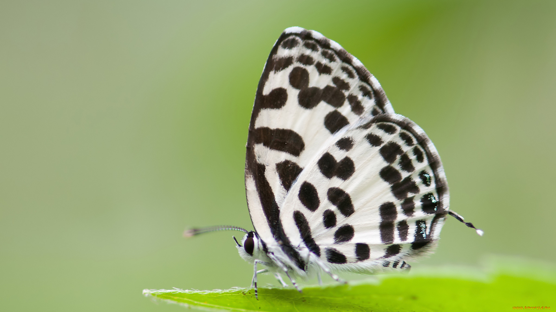 животные, бабочки, , мотыльки, , моли, усики, крылья, бабочка, макро, фон