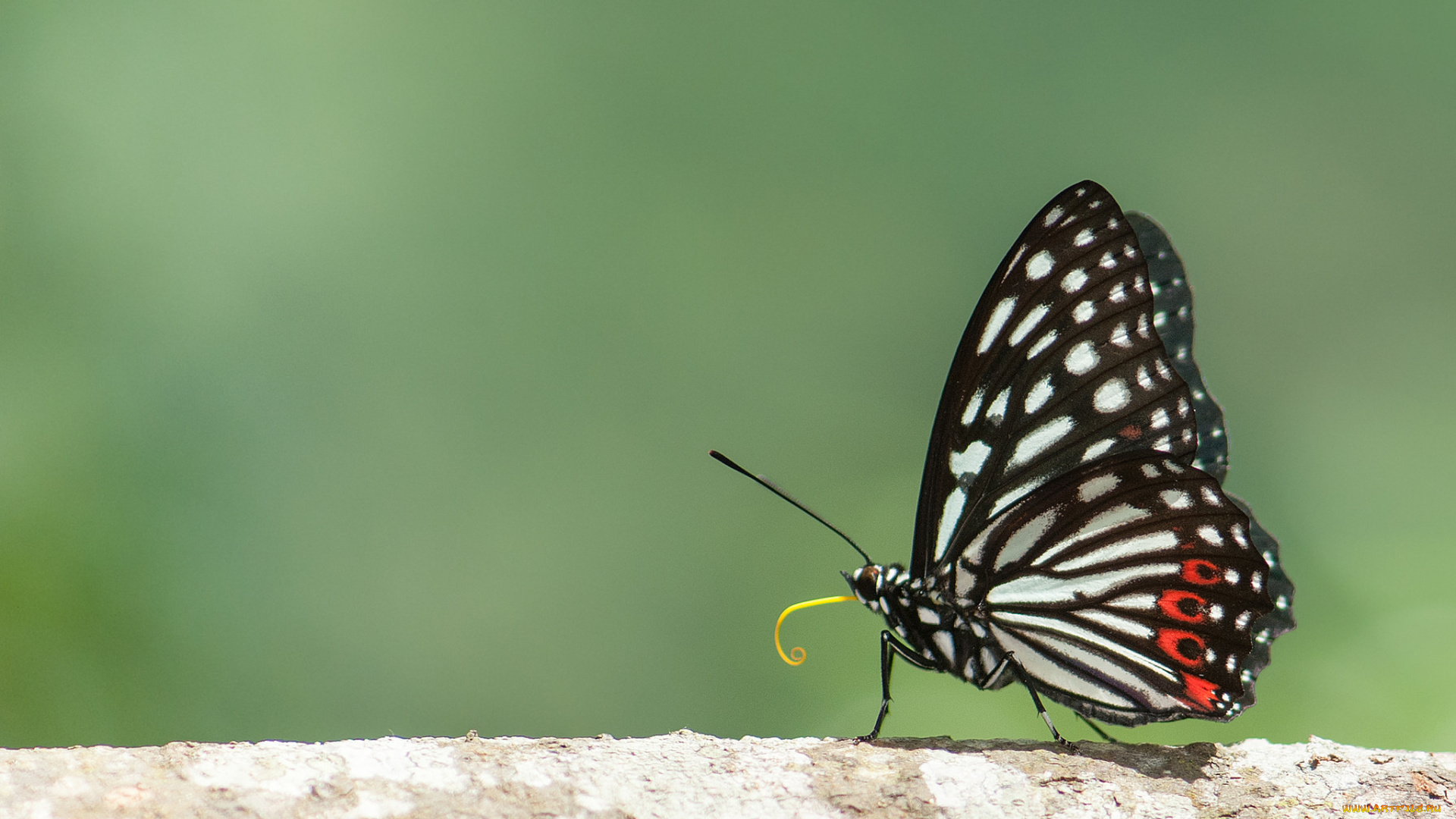 животные, бабочки, , мотыльки, , моли, усики, крылья, бабочка, макро, фон