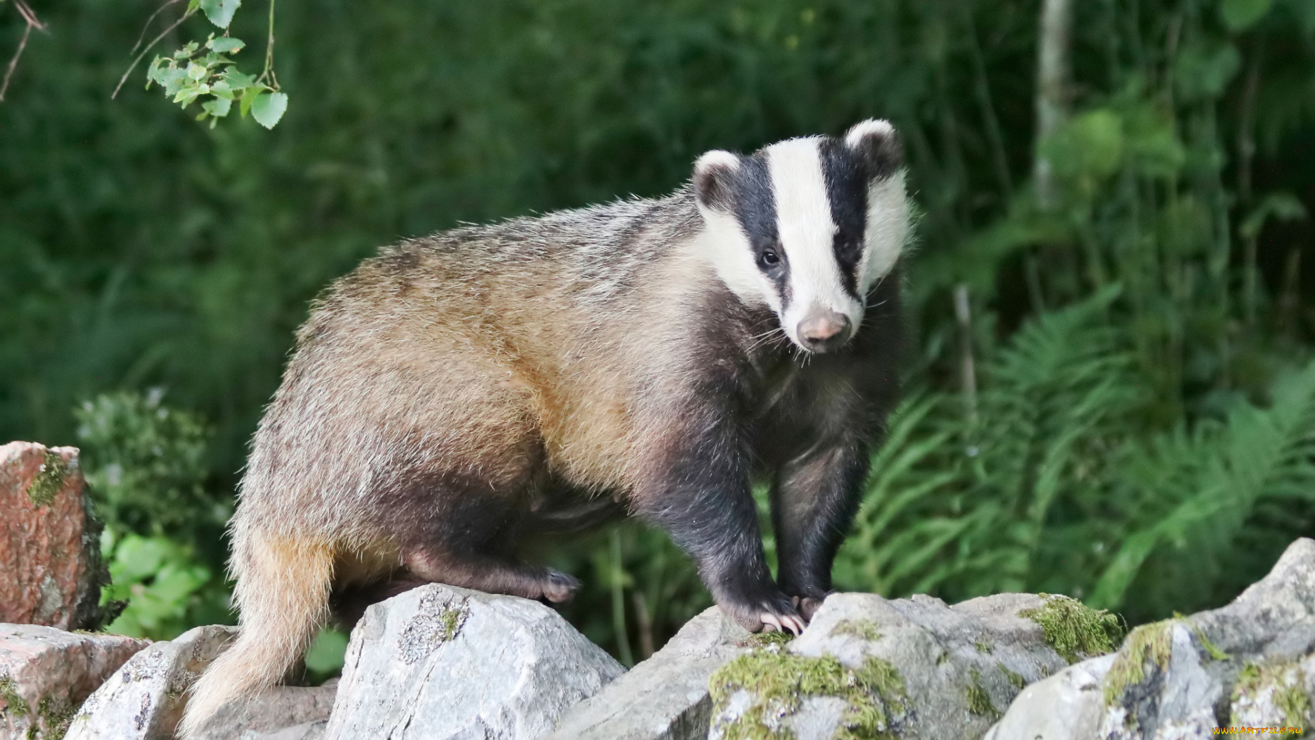 животные, барсуки, барсук